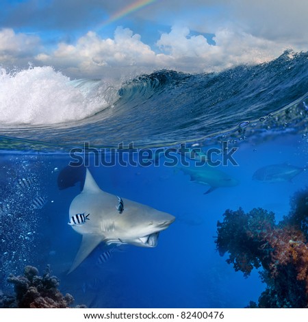 wild big bull-shark that holding piece of prey on mouth swimming over coral reef surrounded by fish in blue deep Top part is a cloudy tropical seascape with breaking surfing wave