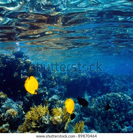 abstract coral shallow garden with glossy water surface mirrors and colorful fish
