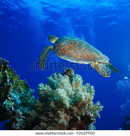 Big Sea Turtle