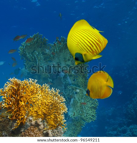underwater scenery abstract coral garden and yellow butterfly fish