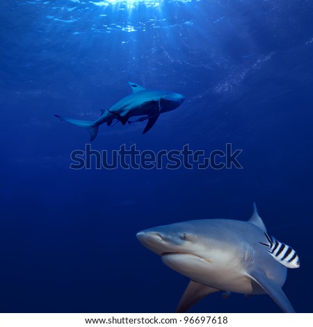 two big hungry sharks hunting underwater in deep blue Pacific ocean