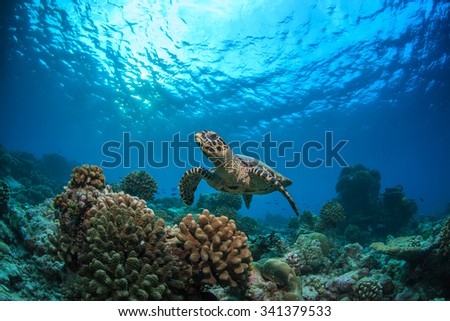 Beautiful Underwater Postcard. Maldivian Sea Turtle Floating Up And Over Coral reef. Loggerhead in wild nature habitat