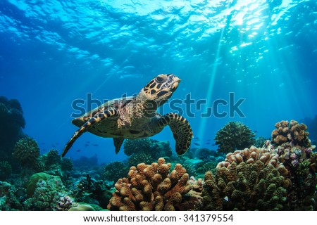 Beautiful Underwater Postcard. Maldivian Sea Turtle Floating Up And Over Coral reef. Loggerhead in wild nature habitat