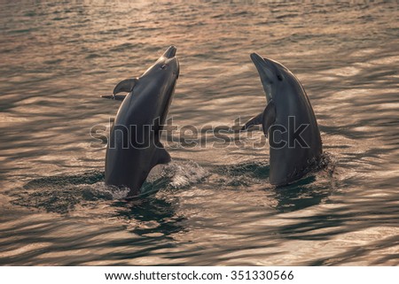 Two beautiful dolphins in golden evening water surface in half body ready to leaping from ocean. Tropical animals scenery.