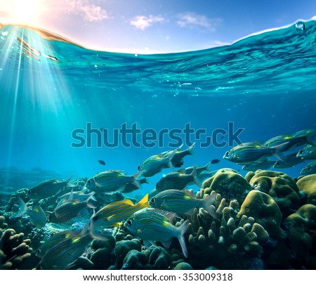 Tropical ocean life. Coral reef full of fish floating under water surface. Sunbeams light through ripples. Beautiful design postcard on blue marine background.