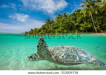 Sea tropical underwater paradise. Sea animal turtle floating underwater. Water line splits image to two parts. Beautiful Maldivian sky with clouds and palm sandy beach. Tropical design element.