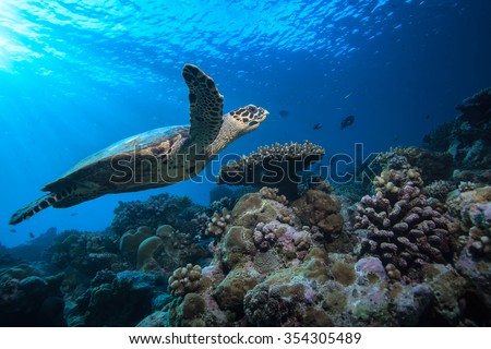 Beautiful Aquatic Postcard. Maldivian Sea Turtle Floating Up And Over Coral reef. Loggerhead in wild nature habitat