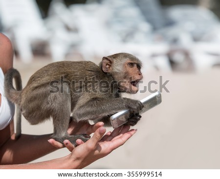 Funny monkey holding smartphone and ready do run. Animal sitting on female hands with phone in arms and going to escape.