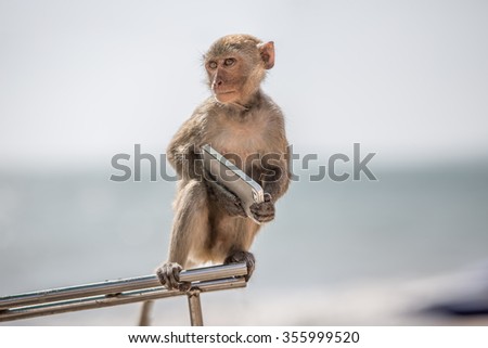 Serious monkey holding smartphone. Animal sitting on steel stick with phone in arms.