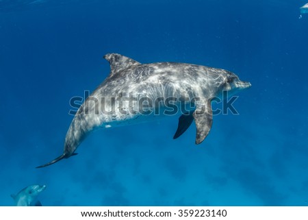 Wild dolphin underwater. Sealife marine animals design template.