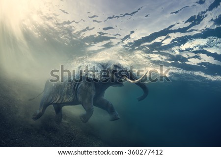 Swimming Elephant Underwater. African elephant in ocean with sunrays and ripples at water surface.