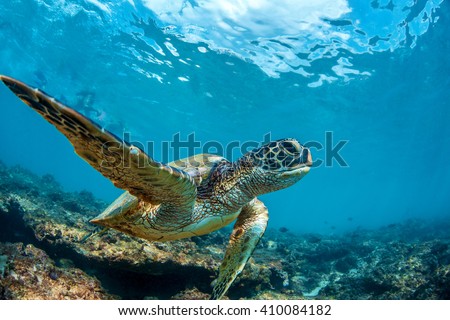 Underwater marine wildlife postcard. A turtle sitting at corals under water surface. Closeup image from Maui island in Hawaii