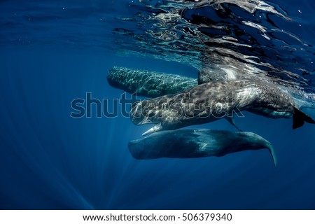 Biggest predators in the world in blue ocean. Pod of sperm whales swimming off the coast of Sao Miguel Azores
