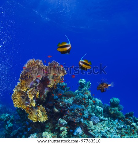 underwater deep blue sea coral garden with banerfish and many different kinds of fish