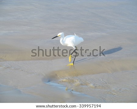 Snowy egret on the beach at San Jose Island, TX