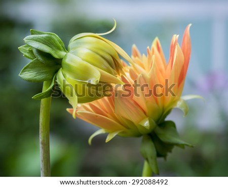 Two Dahlias - one bright orange bloom and one green bud opening