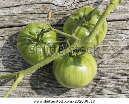 Three Green Homegrown Tomatoes on Vine on Old Gray Wooden Board