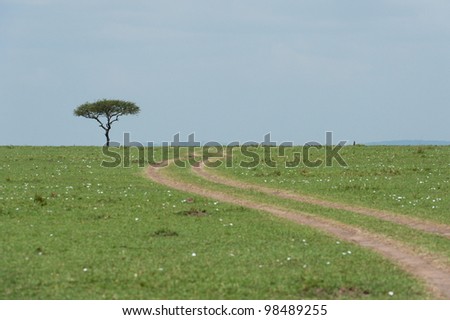 A single tree next to w winding game drive road in the Masai Mara Game Reserve in Kenya, East Africa.