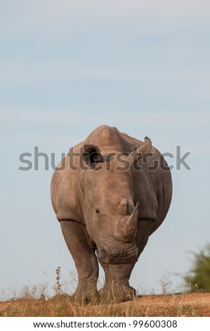 Rhino Behind