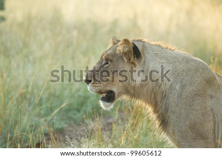 A young lion staring at something with intent