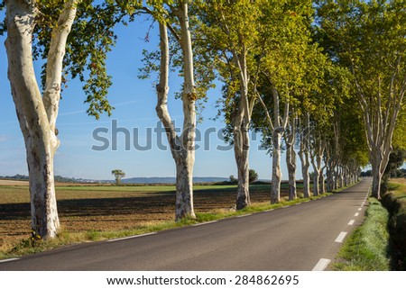 Tree Lined Country Road
