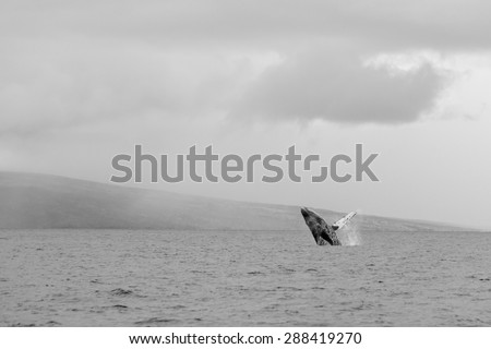 Black and white of a whale breaching in the distance during the spring time in the Maui channel.