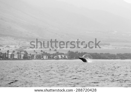 Black and white of a whale breaching in the distance off the coast of a small town in Maui, Hawaii.