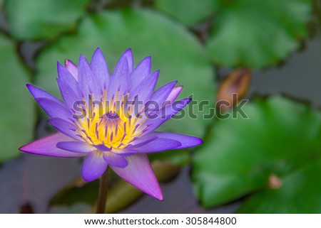 purple lotus flower and green lotus flower plant on water surface