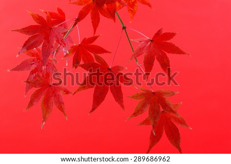 Maple background