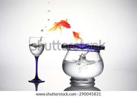 Goldfish goldfish bowl