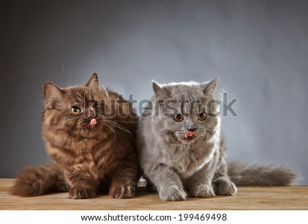 portrait of two british longhair kittens, 4 month old