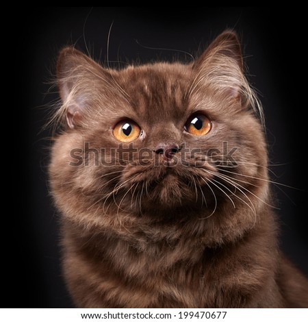portrait of brown british longhair kitten