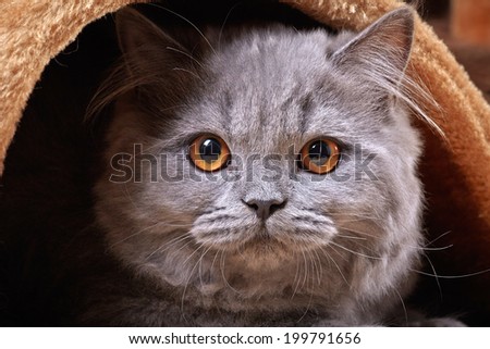 portrait of british longhair kitten
