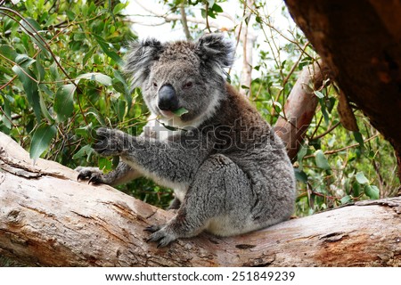 Koala eating Eucalyptus leaves