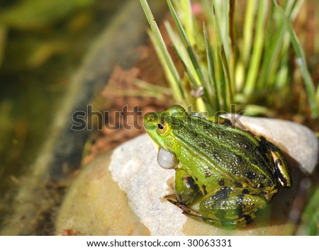 Frog making loud noise with his vocal sacs