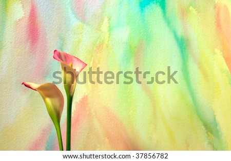 Colorful watercolor background with Calla Lilies