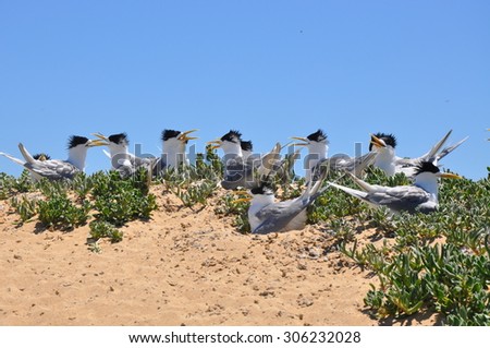 Colony of Crested Terns on Penguin Island, Western Australia/Crested Terns/Penguin Island, Western Australia