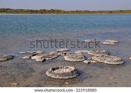 Stromatolites at Lake Thetis/Stromatolite Cluster Landscape/Lake Thetis, Western Australia