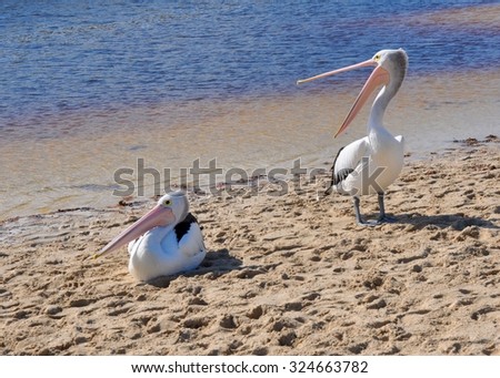 Two Pelicans on Sand Bar/Pelicans on Sand Bar: Open Bill/Guilderton, Western Australia