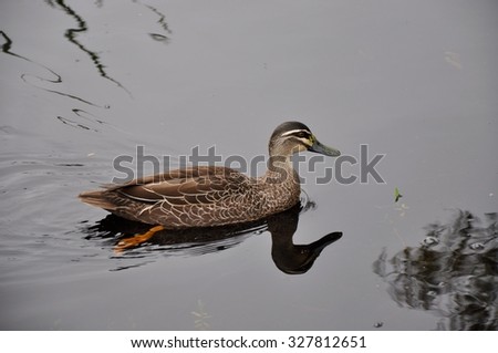 Duck By Marshy Water/Pacific Black Duck in Marsh/Western Australia