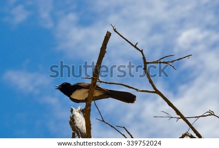 Willie Wagtail on tree branches in a blue sky Western Australia/Willie Wagtail Calling/Western Australia