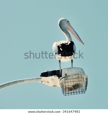 Pelican on Light Fixture/Pelican: Rear View/Western Australia