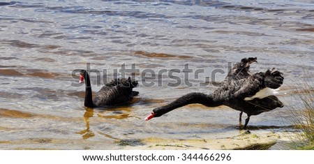 Two Australian black swans, one swimming, one standing with it\'s long neck out-stretched/Reaching Balance: Black Swans/Western Australia