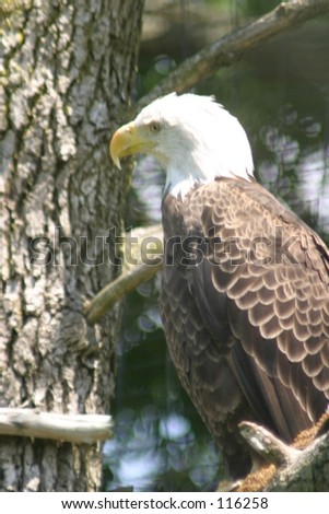 A captive bald eagle sitting on his perch.