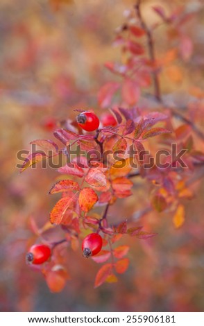 macro. fruits of wild roses. red autumn leaves and rose hips.