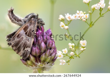 butterfly on a flower Euxoa temera wild onions. macro. background