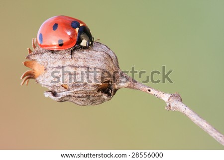 The ladybug sitting on an old flower. Focus on the foreground.