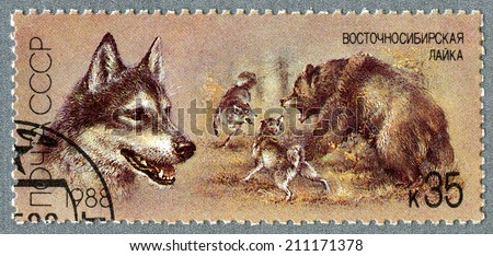 USSR - CIRCA 1988: The postal stamp printed in USSR -  East Siberian Laika, series Hunting dogs, circa 1988, circa 1988