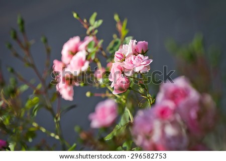 Pink rose bud in garden. Beautiful pink rose in a garden