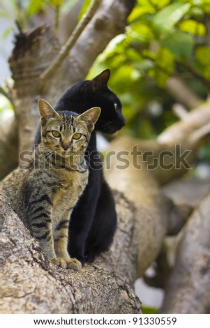 Two cats, black and stripped